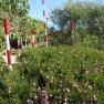 Royal Botanic Gardens Cranbourne