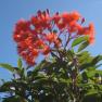 Royal Botanic Gardens Cranbourne