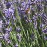 Warratina Lavender Farm