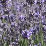 Warratina Lavender Farm