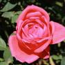 Victoria State Rose Garden