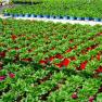 Oasis Horticulture