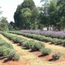 Warratina Lavender Farm