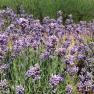 Warratina Lavender Farm