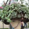 MIFGS - Hanging Basket Competition