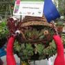 MIFGS - Hanging Basket Competition