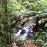 Donna Buang Rainforest Gallery and Skywalk