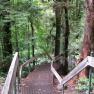 Donna Buang Rainforest Gallery and Skywalk