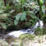 Donna Buang Rainforest Gallery and Skywalk