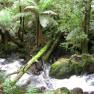 Donna Buang Rainforest Gallery and Skywalk