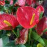 Pinewood Nursery