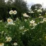 Alowyn Gardens