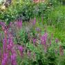 Alowyn Gardens