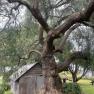 SAGES COTTAGE, BAXTER