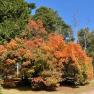 Nobelius Heritage park