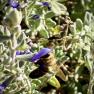 Salvias