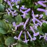 Plectranthus