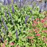Peaceful Garden of Joy