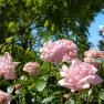 Peaceful Garden of Joy