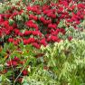 National Rhododendron Garden