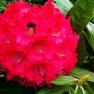 National Rhododendron Garden