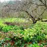 National Rhododendron Garden