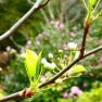 National Rhododendron Garden