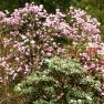 National Rhododendron Garden