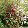 National Rhododendron Garden