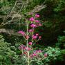 National Rhododendron Garden