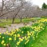 National Rhododendron Garden