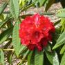 National Rhododendron Garden