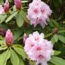 National Rhododendron Garden