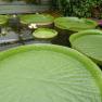 Blue Lotus Water Garden