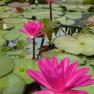 Blue Lotus Water Garden
