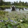 Blue Lotus Water Garden