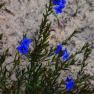 Royal Botanic Gardens Cranbourne 