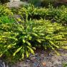 Royal Botanic Gardens Cranbourne 