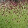 Antique Perennials, Kinglake