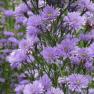 Antique Perennials, Kinglake