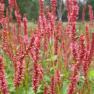 Antique Perennials, Kinglake