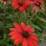 Antique Perennials, Kinglake