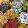 pots galore