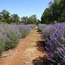 Warratina Lavender Farm