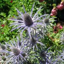 Ferny Creek Horticultural Society - Karwarra