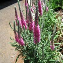 Ferny Creek Horticultural Society - Karwarra