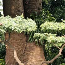 Geelong Botanic Gardens