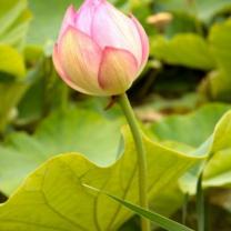 Blue Lotus Watergarden