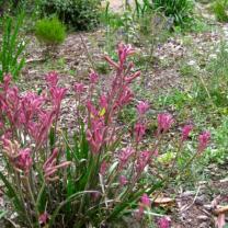 Ferny Creek Horticultural Society - Karwarra