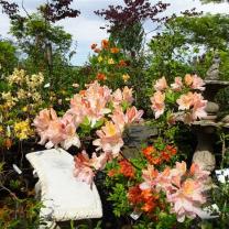 Drouin Nursery